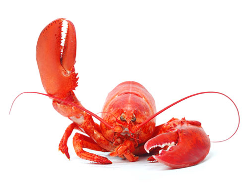 lobster waving