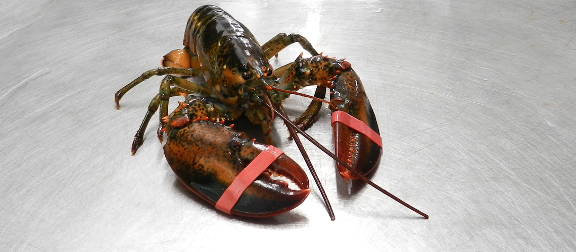 whole raw lobster